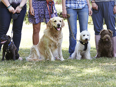 GROUP DOG TRAINING